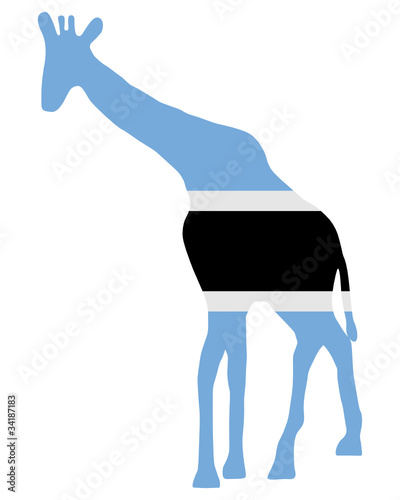 Botswana Giraffe