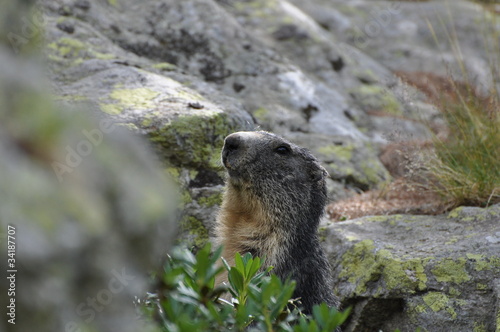 Marmotte dans son terrier
