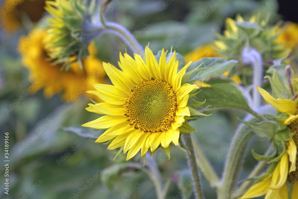 Obraz premium Sonnenblume