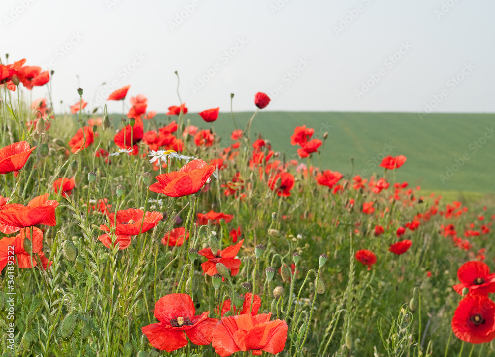 Fototapeta premium Klatschmohn - Papaver rhoeas