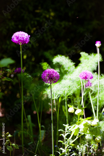 alliums in garden