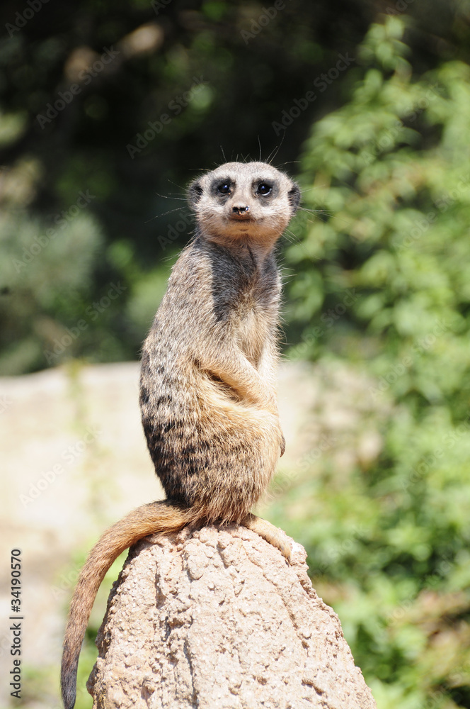 Erdmännchen Erdmännchen