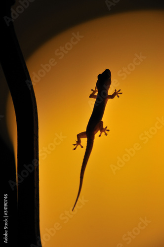 House Gecko photo