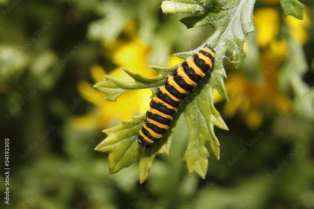 catepillar catepillar