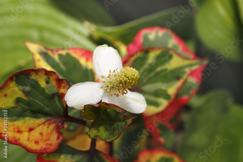 Chameleon Plant photo