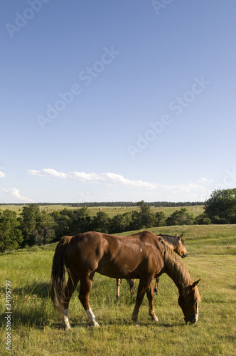 Two Horses on Ranch © Jesse Kunerth