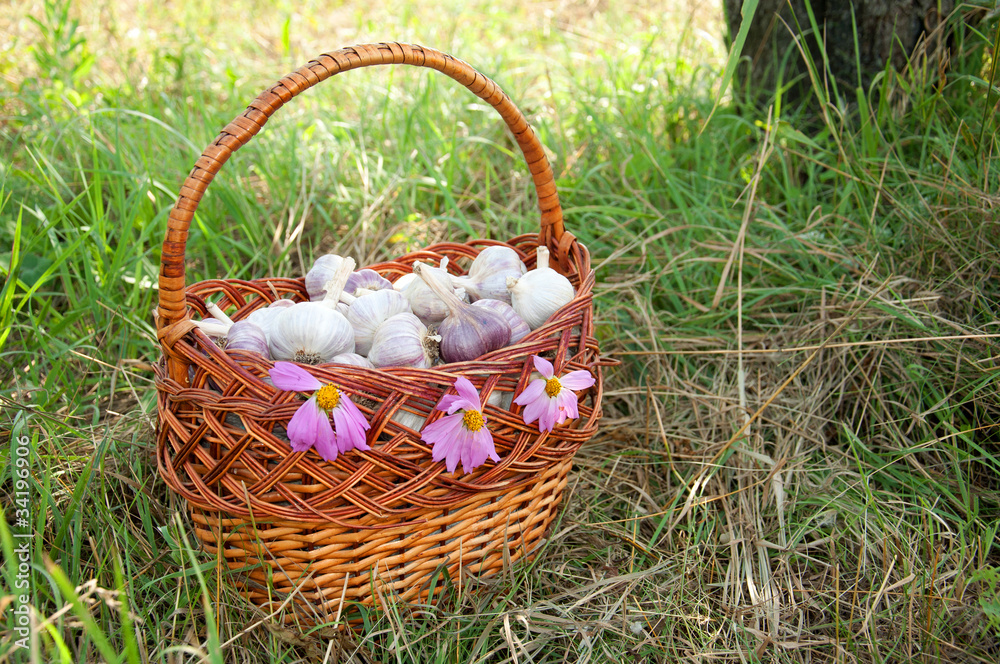Wicker basket with garlic on the grass