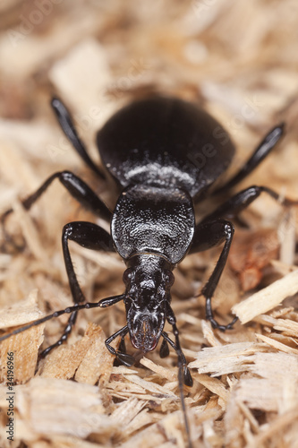 Ground beetle, cychrus caraboides © Henrik Larsson