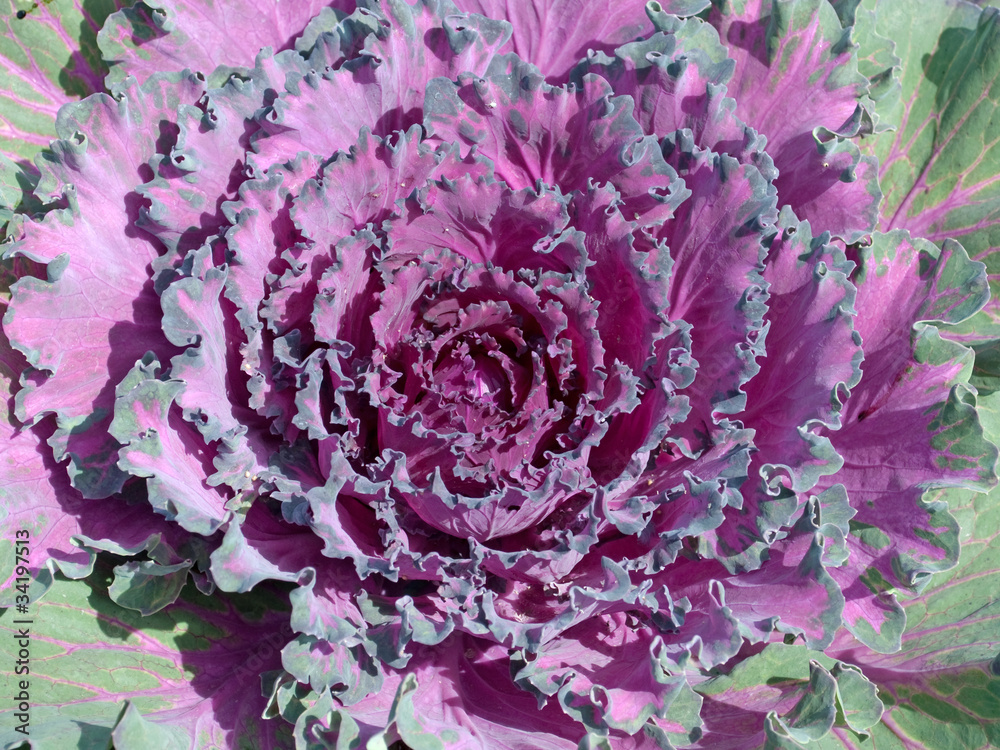 Zierkohl Brassica oleracea StockFoto Adobe Stock