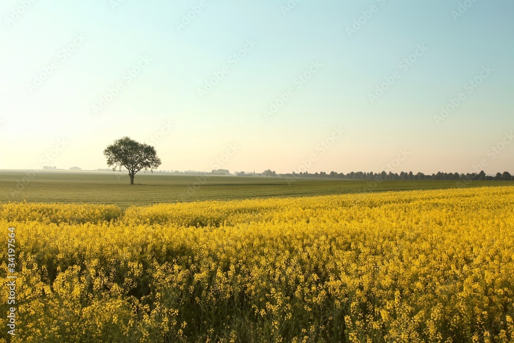 Field of flowering oilseed rape in spring morning
