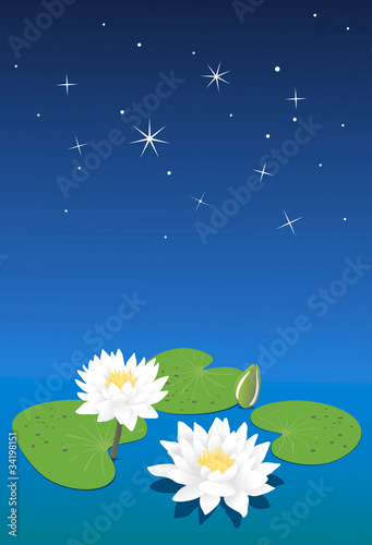 White water lilies.