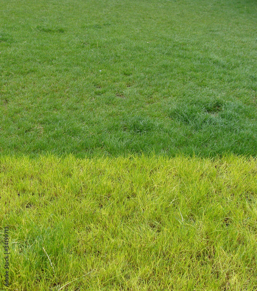 field of discolored grass in 2 shades of green