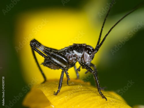 grasshopper © asfloro