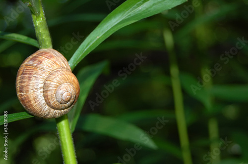 Snail