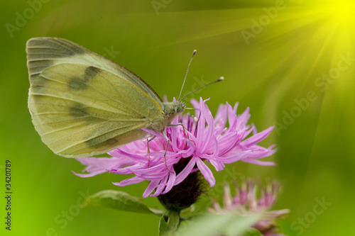 Butterfly on flower