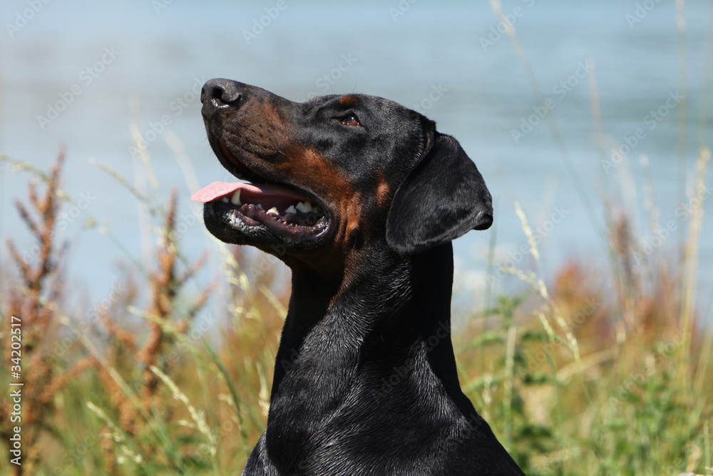 portrait du dobermann