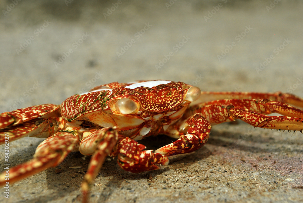 Crabe