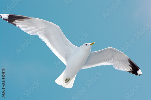 white seagul in blue sky