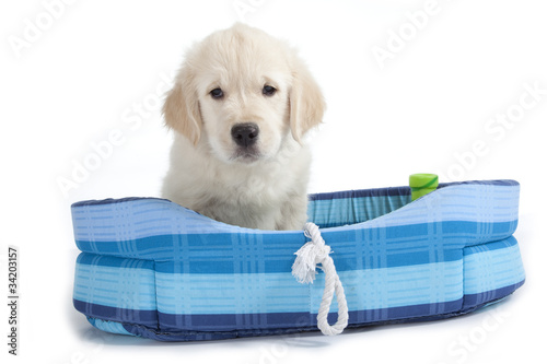 Fototapeta Naklejka Na Ścianę i Meble -  jeune chien dans son couchage bleu
