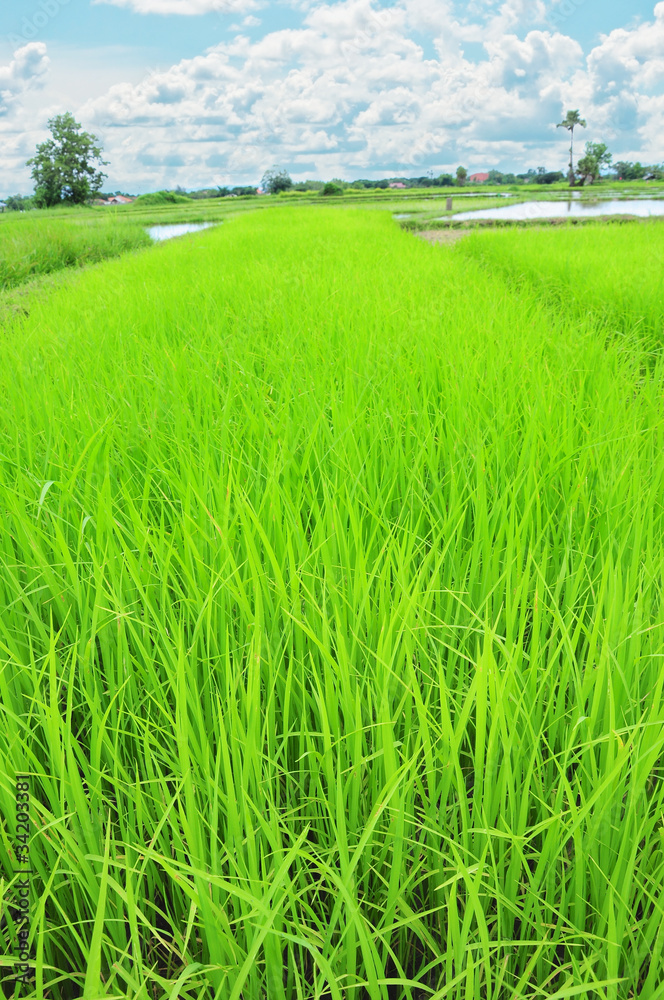 Fototapeta premium rice field and blue sky