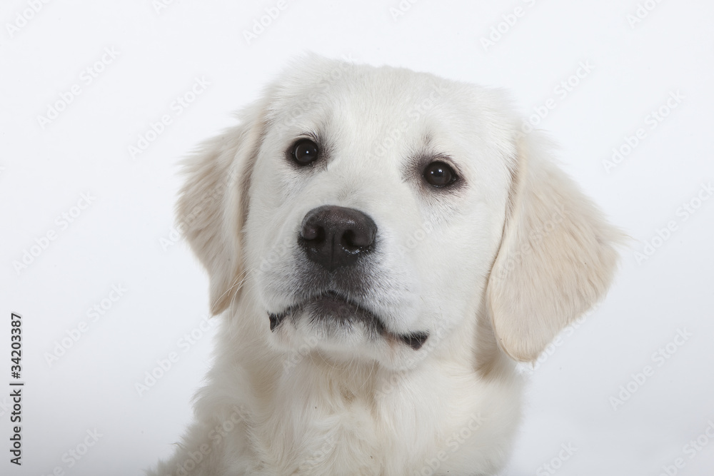 portrait du chien au regard tendre et gentil - golden retriever portrait du chien au regard tendre et gentil - golden retriever