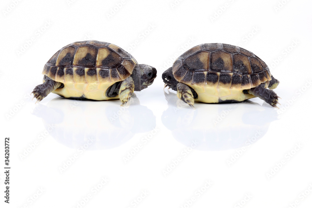 Obraz premium Begegnung