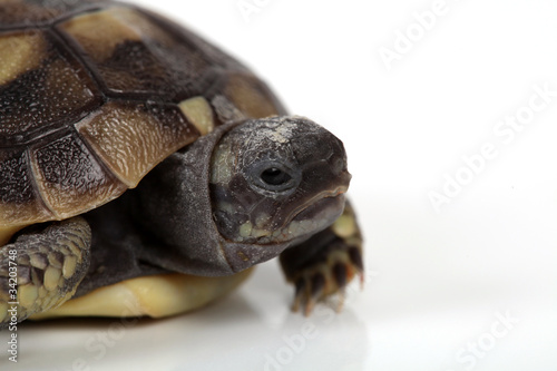 Schildkrötenbaby © Klaus Eppele