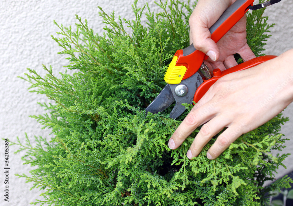 Fototapeta premium Pruning