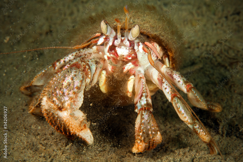 hermit crab move back under water in sea of japan