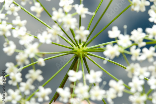Fotografie Branchy plant