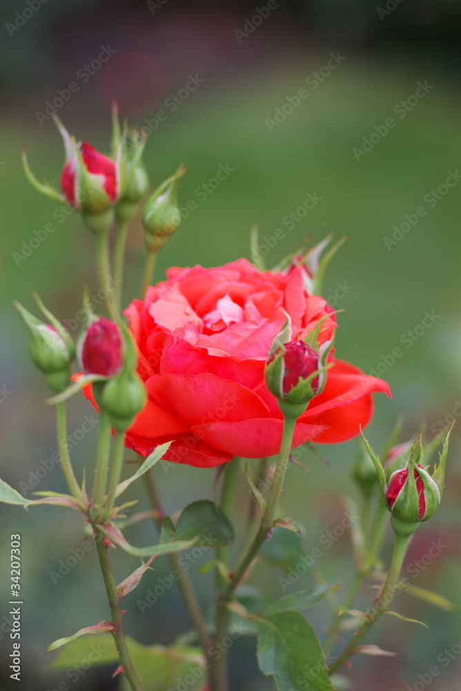single rose flower in garden