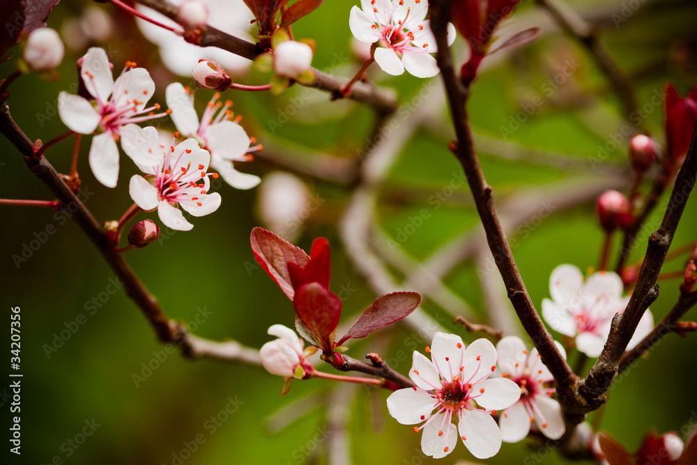 prunus prunus