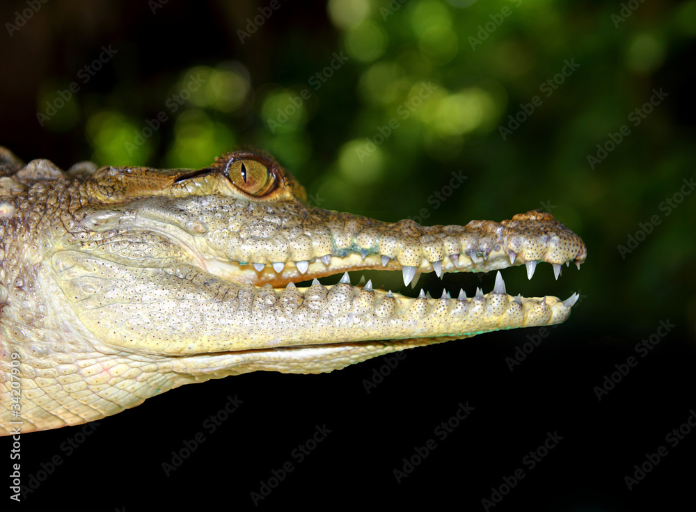 Fototapeta premium crocodile profile macro detail head portrait