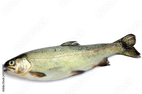 Fototapeta Naklejka Na Ścianę i Meble -  rainbow trout