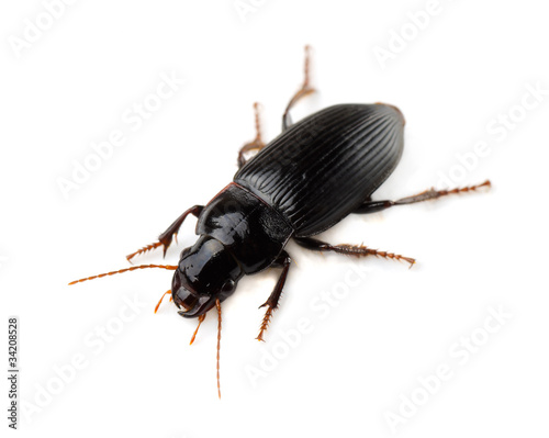 Ground beetle (Tachyta nana) isolated on white photo