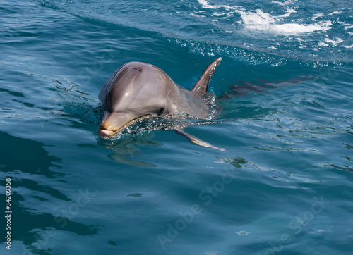 A wild bottlenose dolphin (Turisops Truncatus)