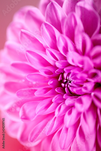 Close up of Dahlia flower.