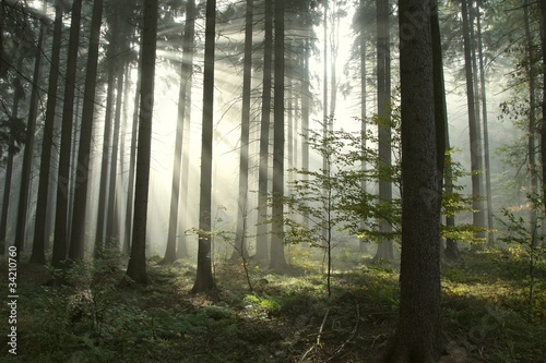 Coniferous forest lit by the morning sun on a foggy autumn day