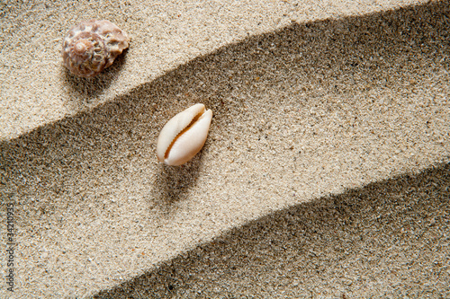 closeup macro shell sea snail beach sand wavy