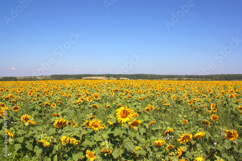 Sunflowers field under the hills