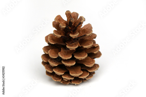 Pine cone - isolated