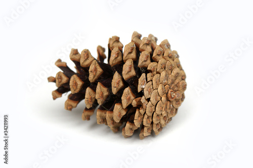 Pine cone - isolated