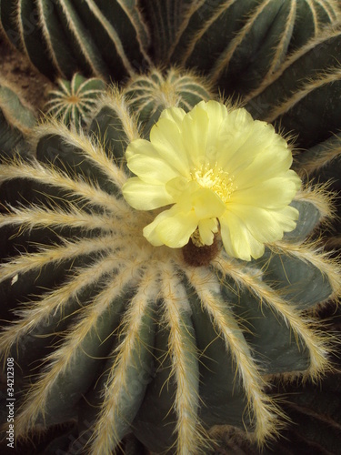 Cactus en fleur