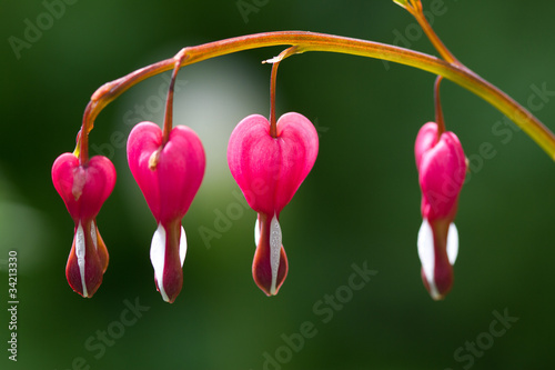 dcentra spectabilis