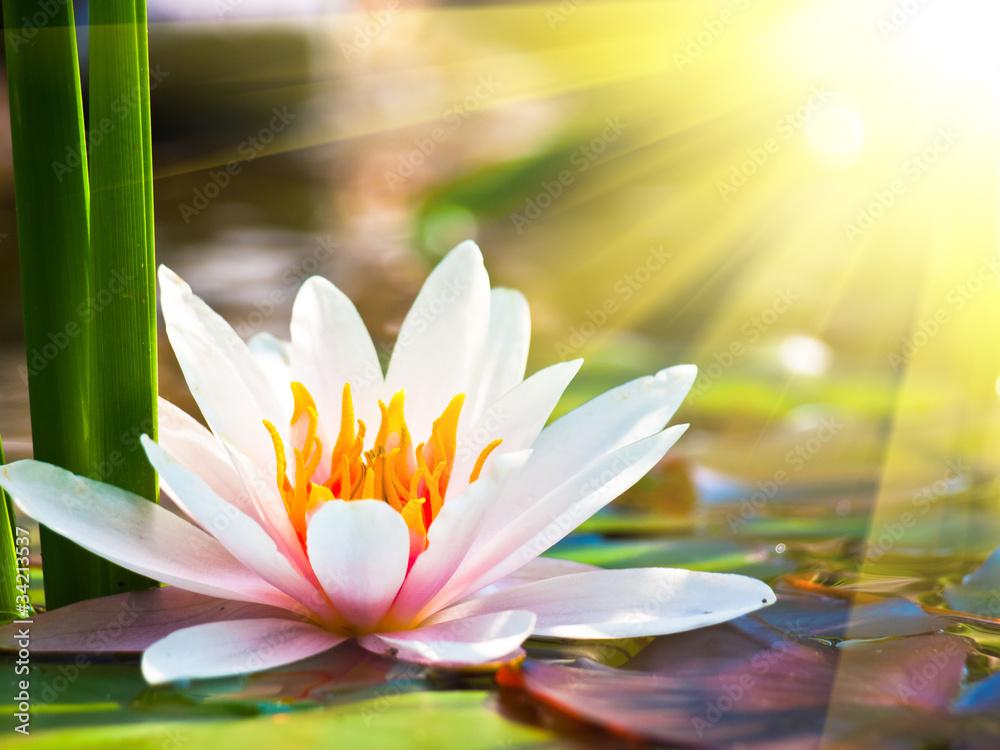 beautiful water lily in the light - obrazy, fototapety, plakaty 