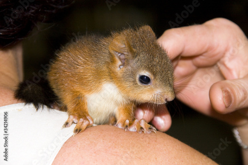 European red squirrel baby (Sciurus vulgaris)