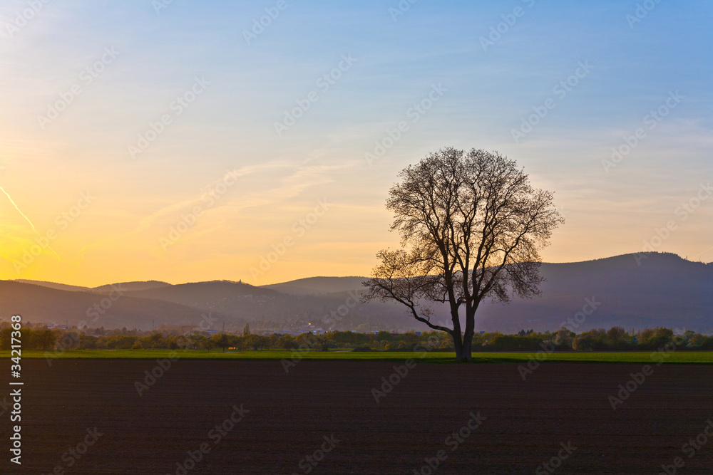 Obraz premium sunset with blue sky and tree