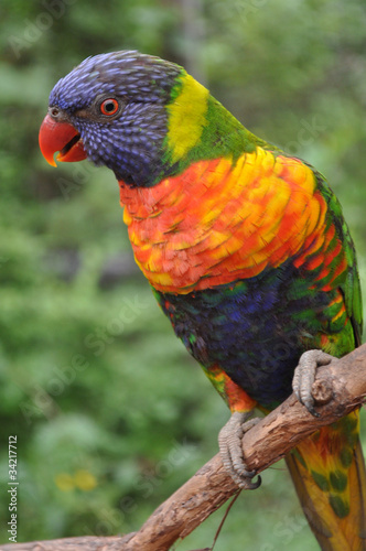 Rainbow Lorikeet Perched on a Branch