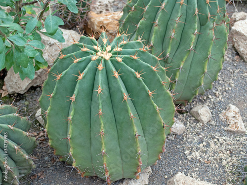 Ferocactus alamosanus photo