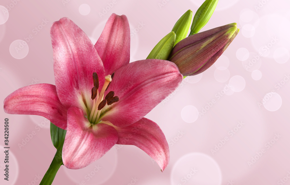 Fototapeta premium Pink lily